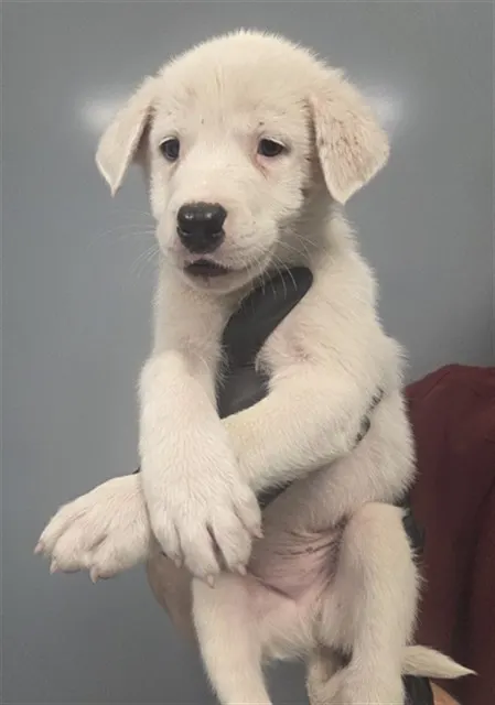 Casper