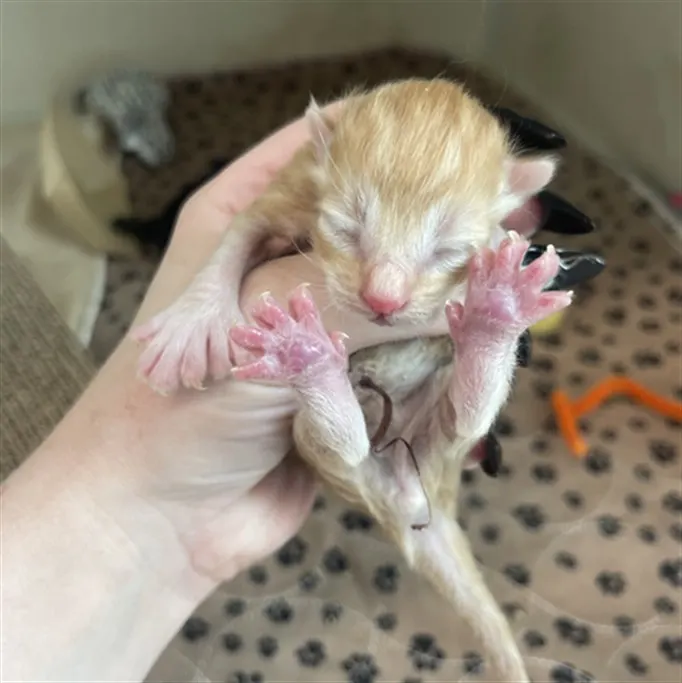 Milo