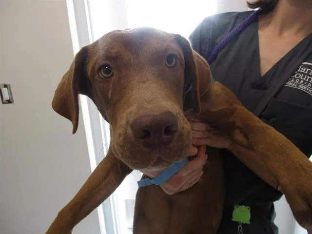 Adoptable Dog
