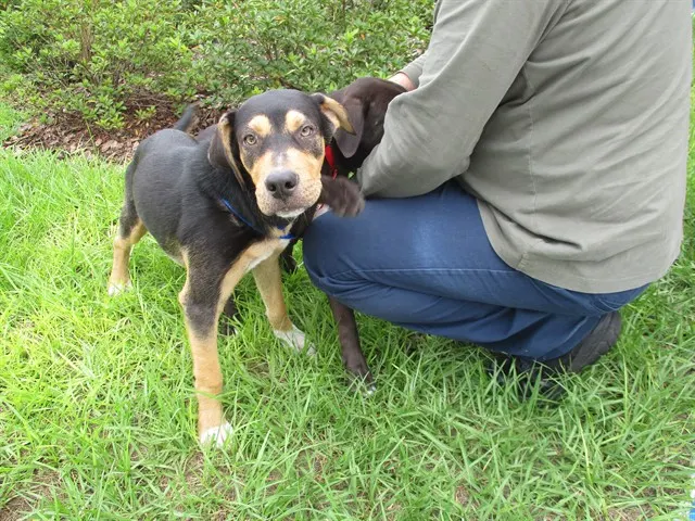 Adoptable Dog