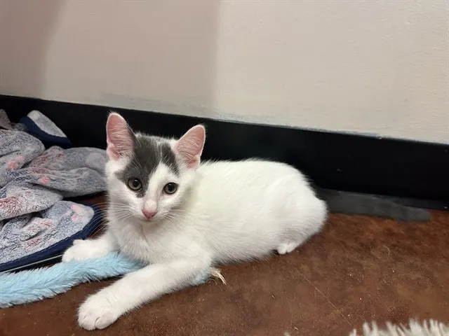 Oliver