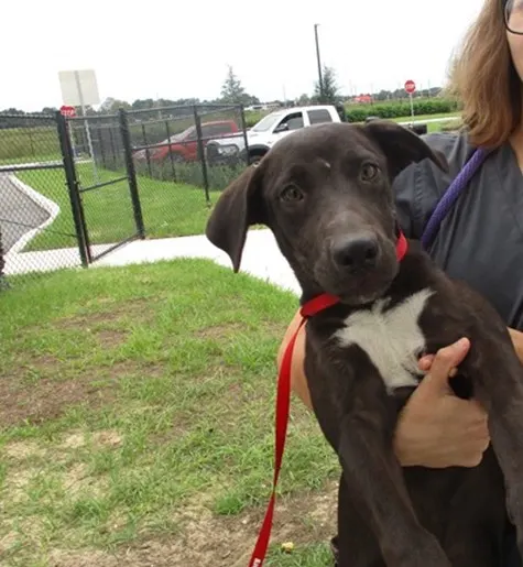 Adoptable Dog