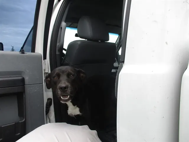 Adoptable Dog