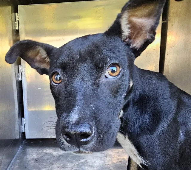 Adoptable Dog