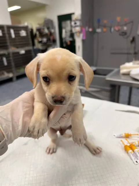 Adoptable Dog