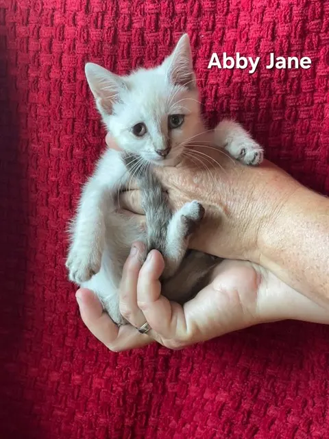 Abby Jane