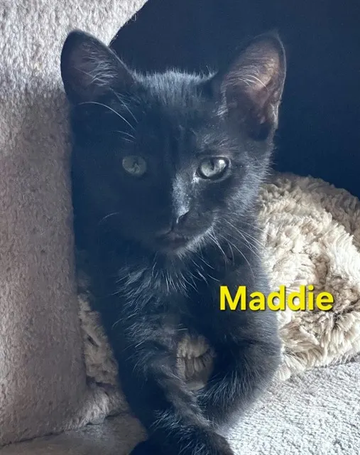 Maddie