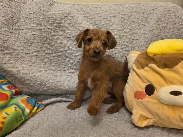 Coco
