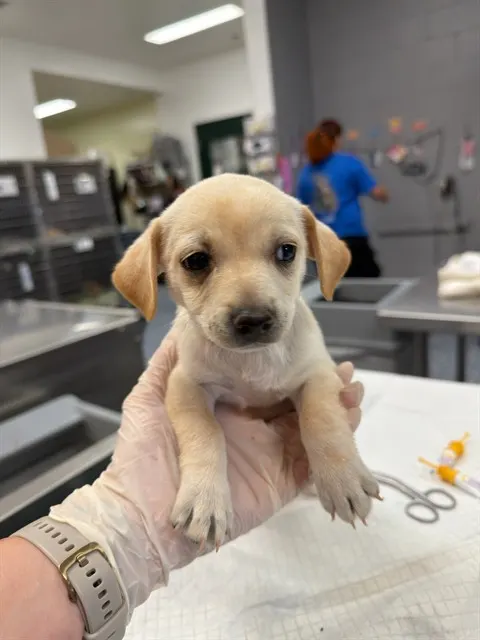Adoptable Dog