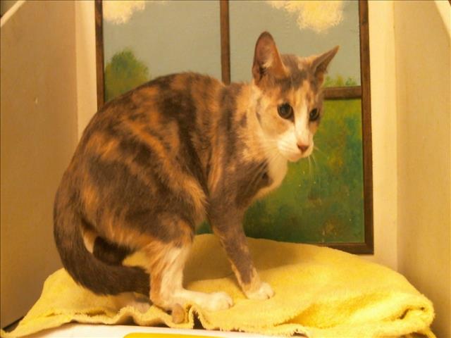Adoptable Cat