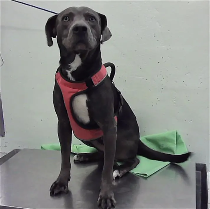 Adoptable Dog