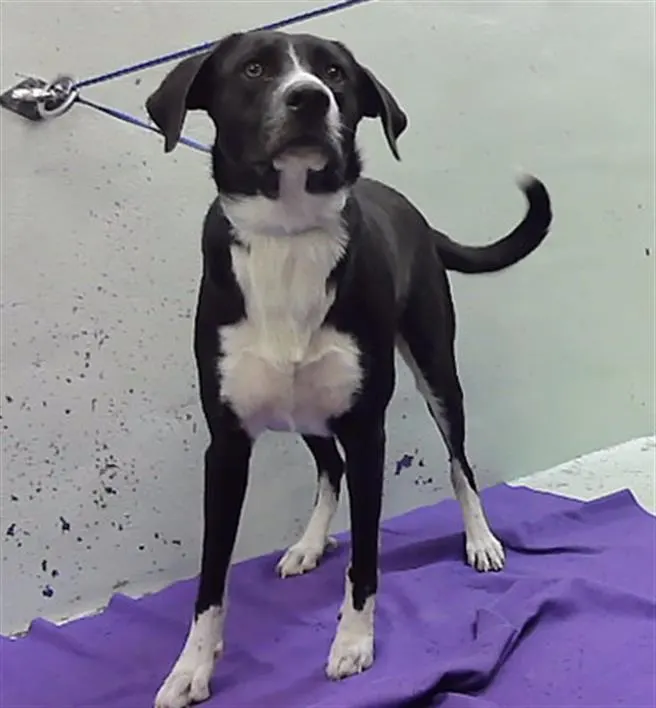 Adoptable Dog