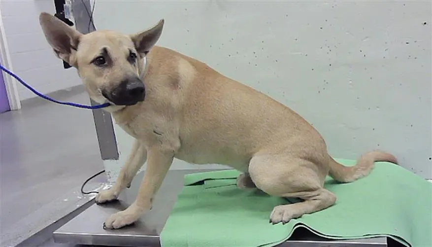 Adoptable Dog