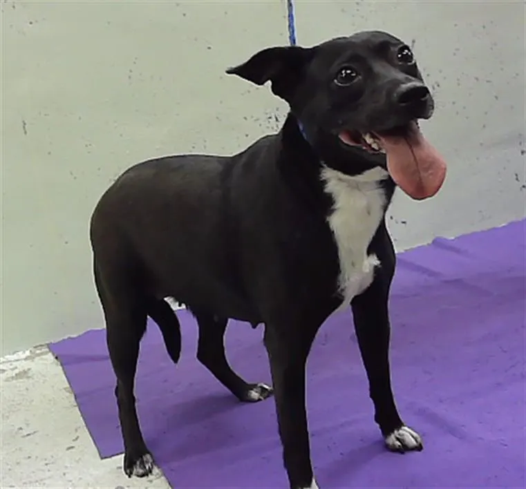 Adoptable Dog