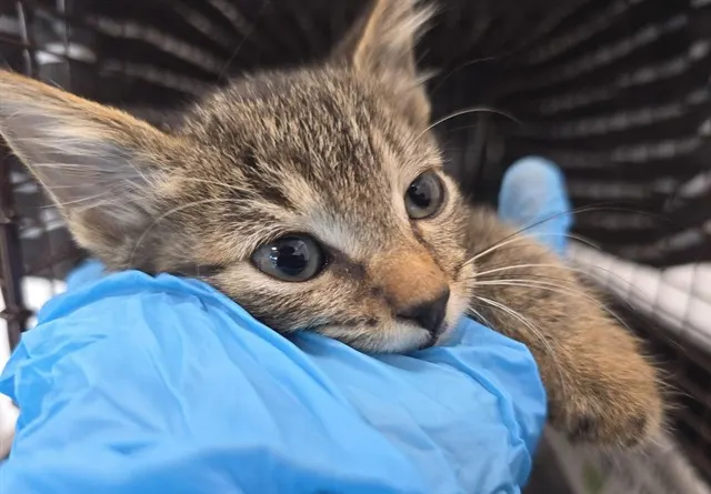 Adoptable Cat