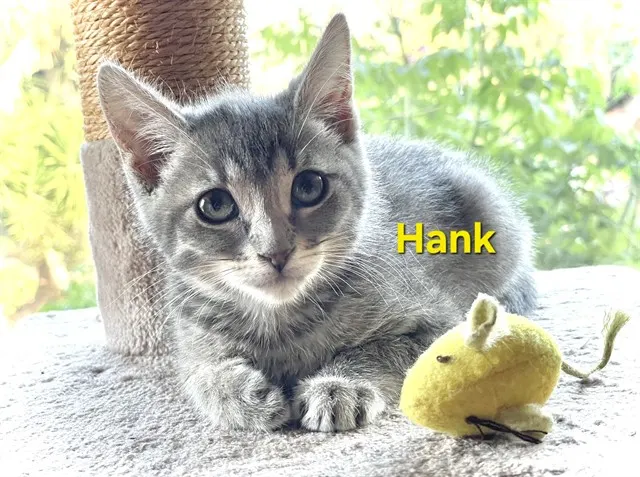 Hank