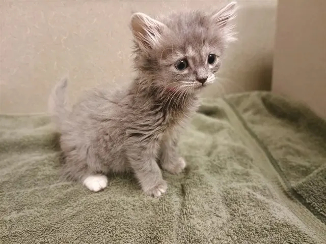 Adoptable Cat