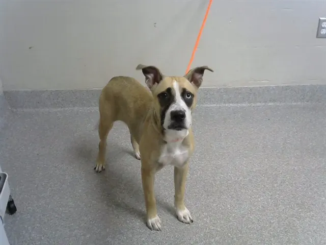 Adoptable Dog