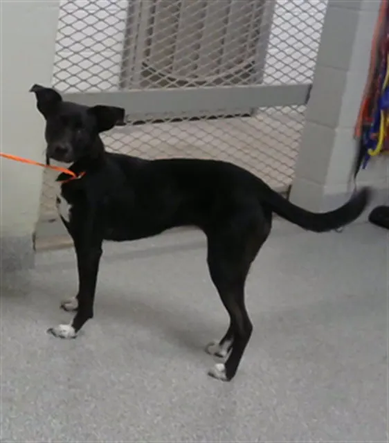 Adoptable Dog