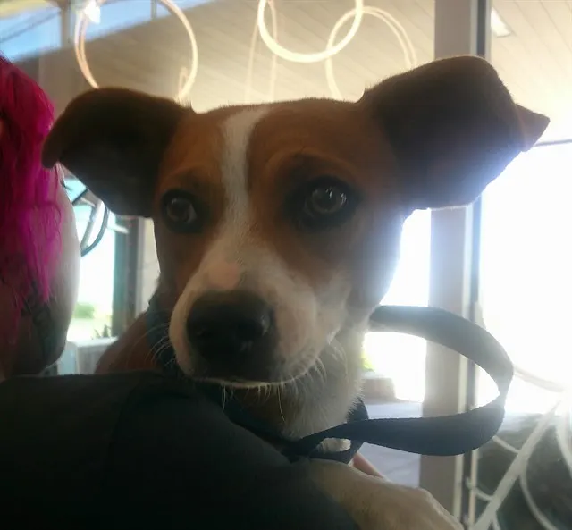 Elphie