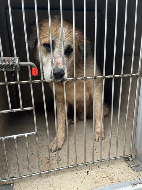 Adoptable Dog