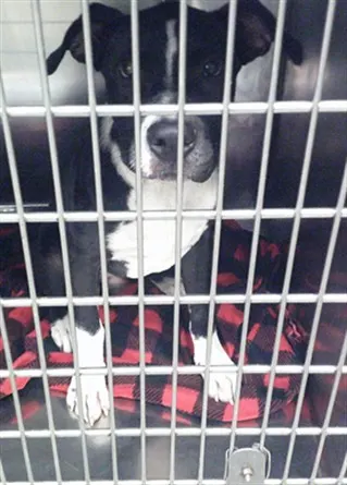 Adoptable Dog