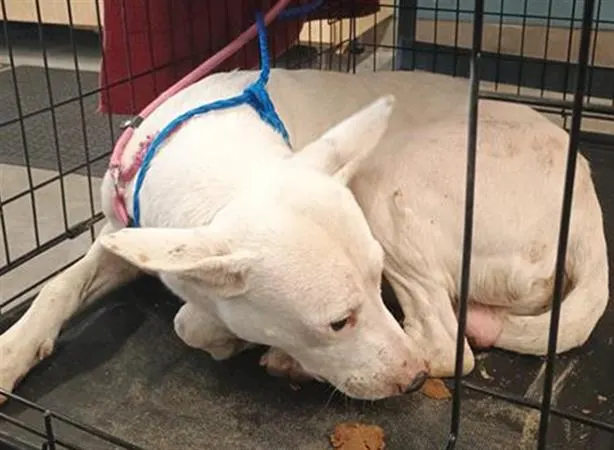 Adoptable Dog