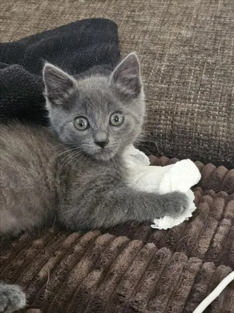 Moki*