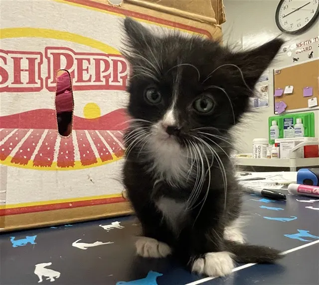 Adoptable Cat
