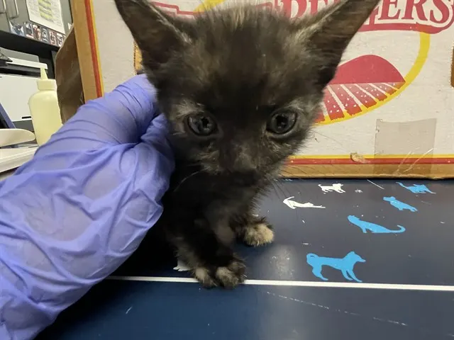 Adoptable Cat