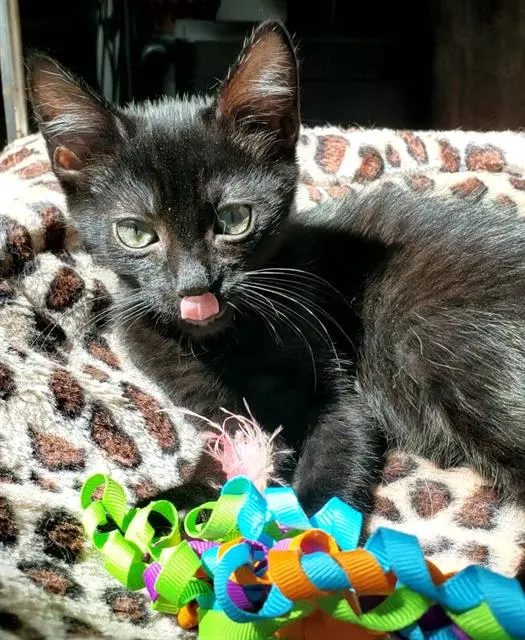 Binx