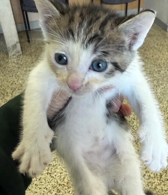 Adoptable Cat