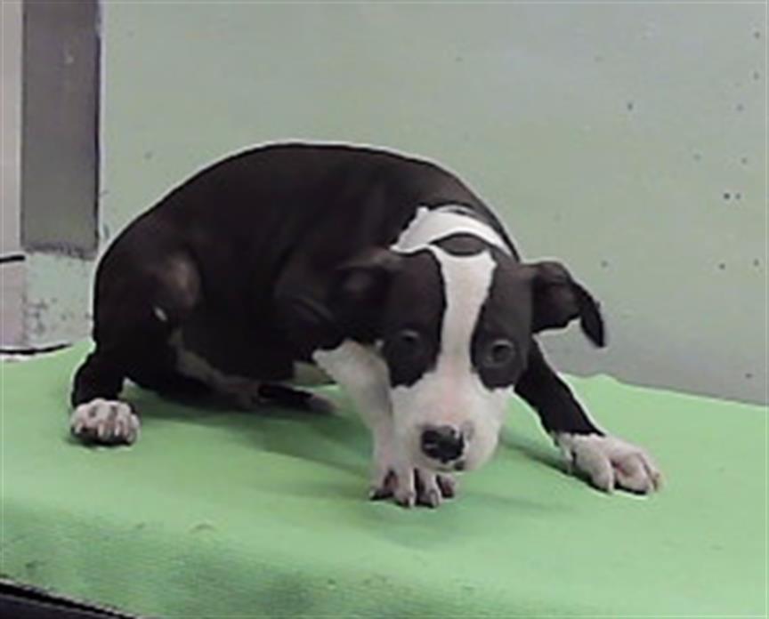 Adoptable Dog