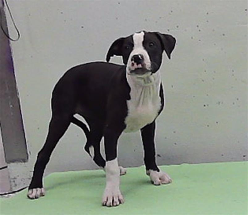 Adoptable Dog