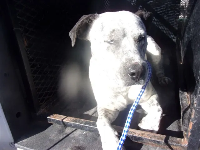 Adoptable Dog