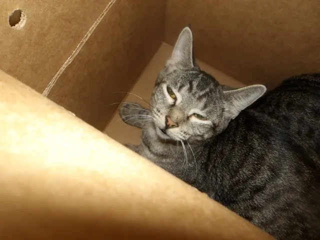 Adoptable Cat