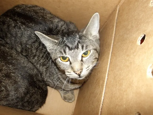 Adoptable Cat
