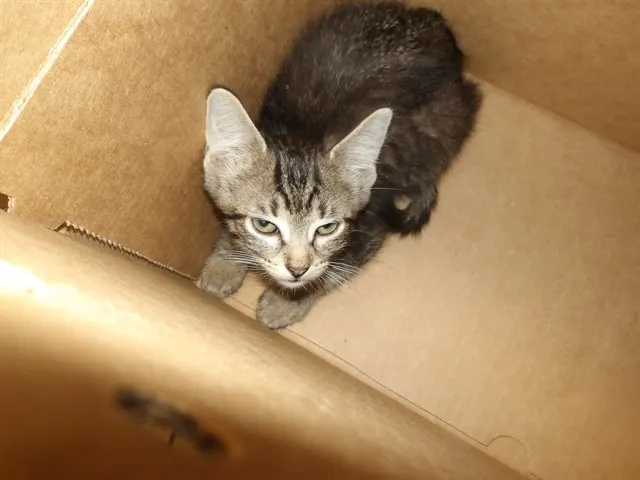 Adoptable Cat