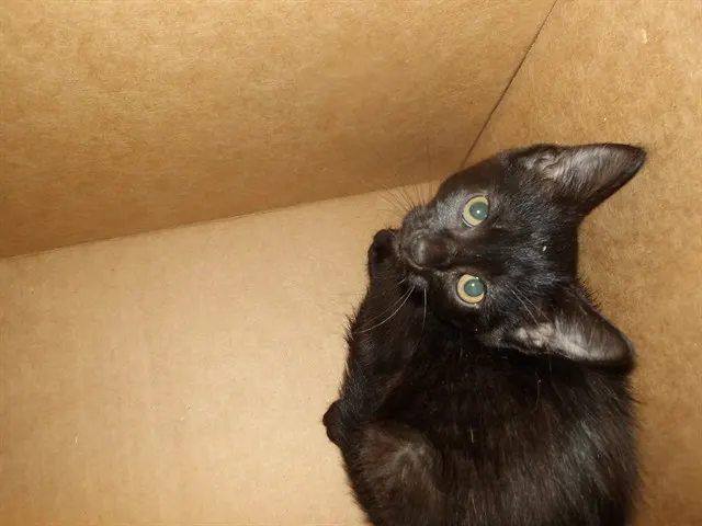 Adoptable Cat