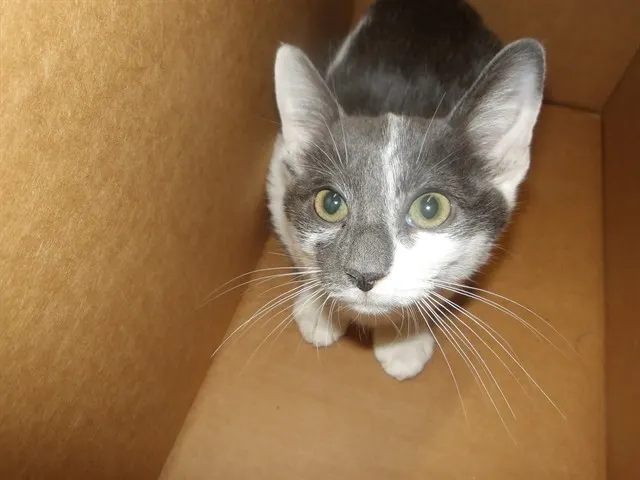 Adoptable Cat