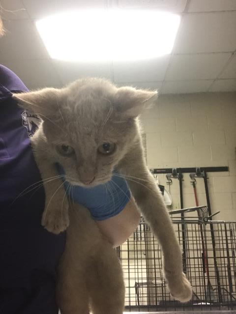 Adoptable Cat