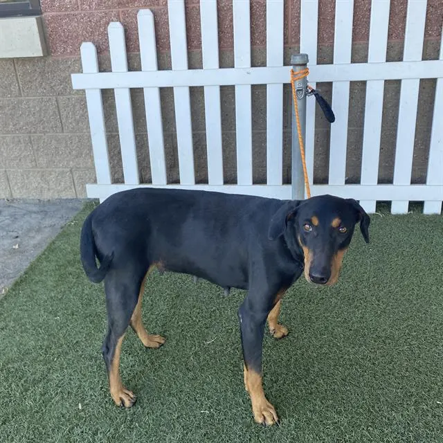 Adoptable Dog