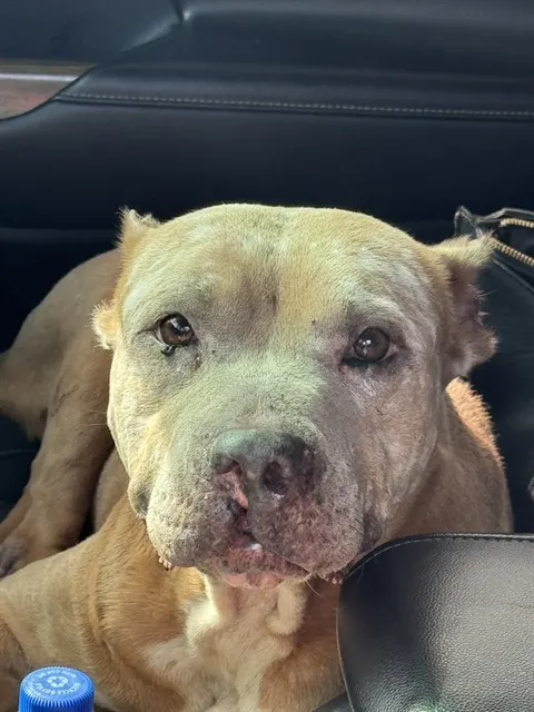 Adoptable Dog
