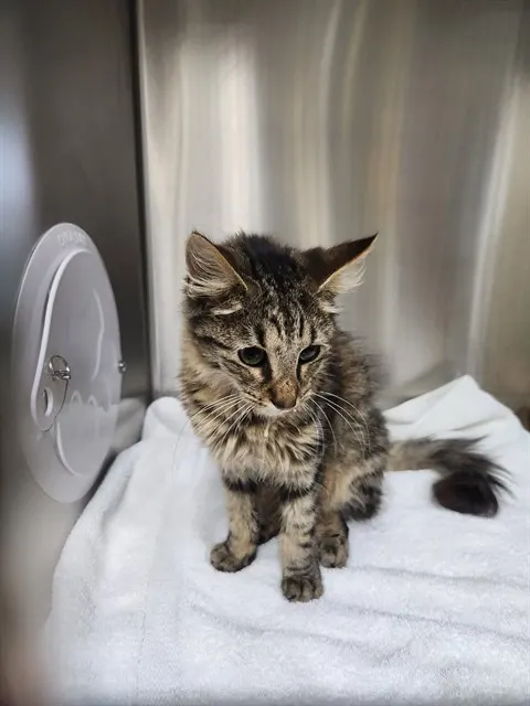 Adoptable Cat