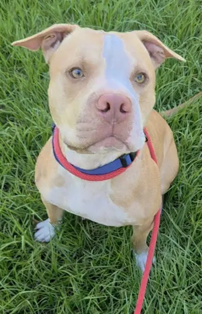Bronson