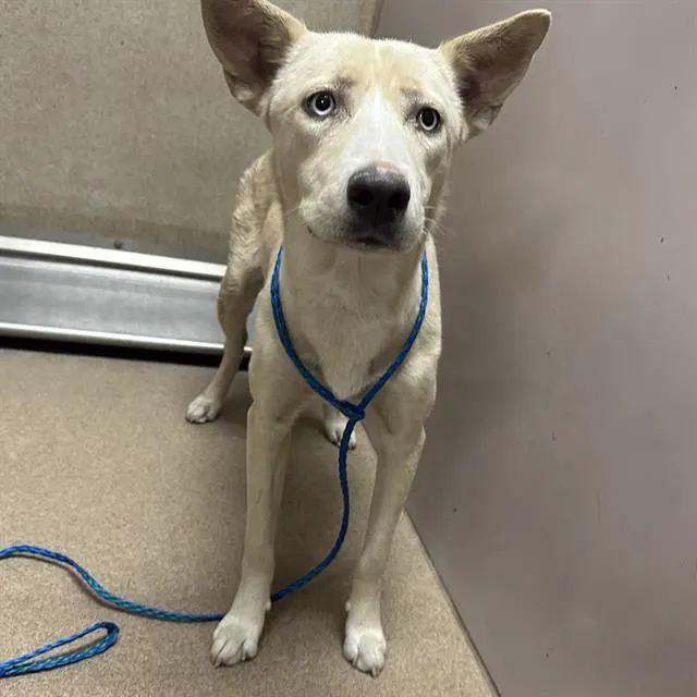 Adoptable Dog