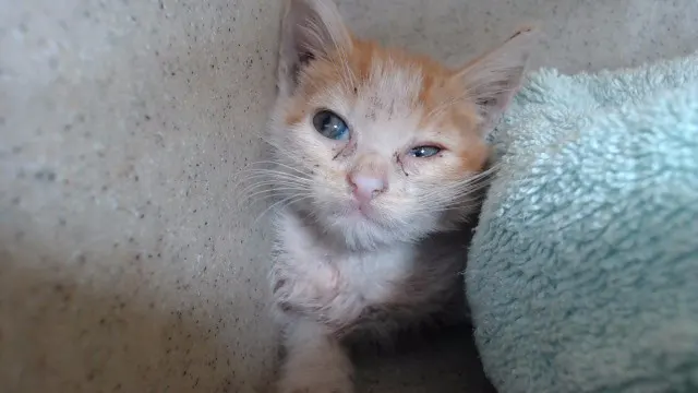 Nacho