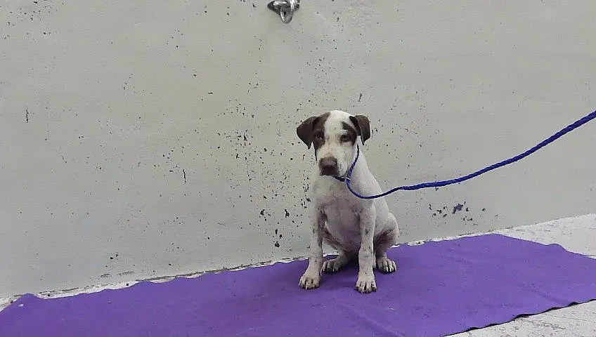 Adoptable Dog