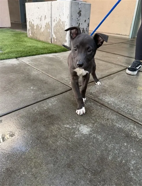 Adoptable Dog