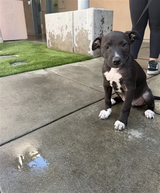 Adoptable Dog